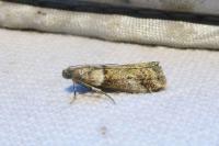 Acrobasis consociella