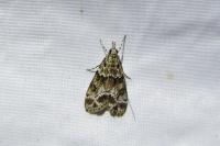 Eudonia mercurella