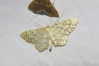 Idaea moniliata