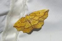 Epione repandaria