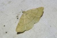 Paracolax tristalis