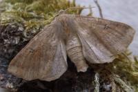 Crocallis dardoinaria