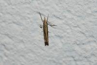 Ancylolomia tentaculella