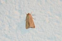 Mythimna pallens