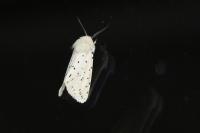 Spilosoma lubricipeda