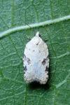 Acleris kochiella