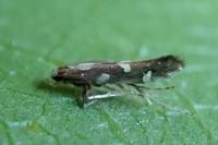 Calybites phasianipennella
