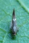 Calybites phasianipennella
