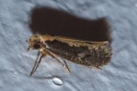 Monopis crocicapitella