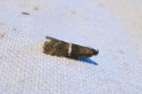 Elegia similella