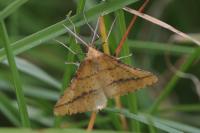 Aspitates ochrearia