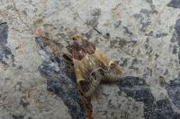 Pyralis farinalis
