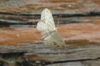 Idaea dimidiata