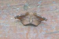 Apeira syringaria