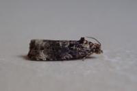 Endothenia ustulana