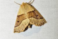 Crocallis elinguaria