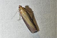 Oncocera semirubella