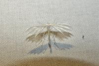 Pterophorus pentadactylus