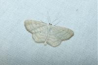 Scopula immutata