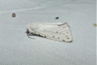 Spilosoma lubricipeda