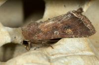 Lacanobia oleracea