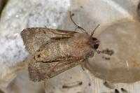 Lacanobia oleracea