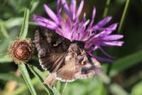 Autographa gamma