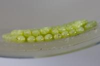 Lacanobia oleracea