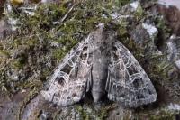 Naenia typica
