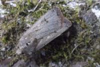 Agrotis trux
