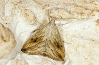 Evergestis forficalis