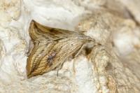 Evergestis forficalis