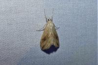 Evergestis forficalis