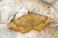Camptogramma bilineata