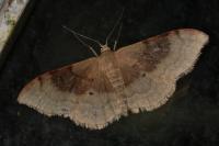 Idaea degeneraria