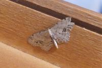 Idaea trigeminata