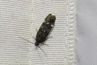 Neofriseria peliella