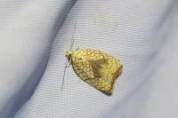 Acleris forsskaleana