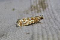 Rhyacionia pinicolana