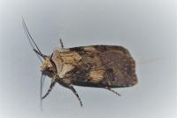 Agrotis puta