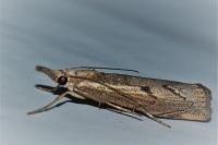 Agriphila geniculea