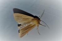 Mythimna impura