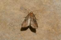 Lacanobia oleracea