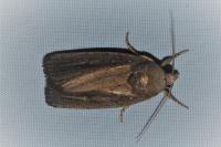 Proxenus hospes