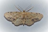 Idaea dimidiata