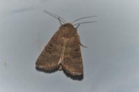 Hoplodrina blanda