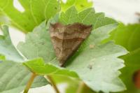 Hypena proboscidalis