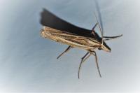 Ancylolomia tentaculella