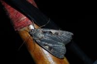 Xestia c-nigrum