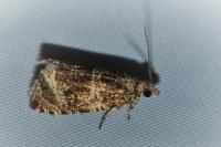 Celypha lacunana
